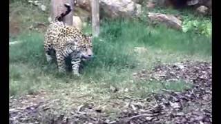 Onças no Zoo