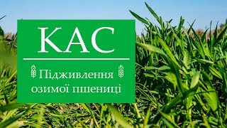КАС-Підживлення озимої пшениці. Подкормка озимой пшеницы