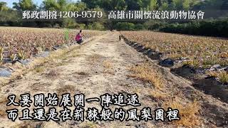 乾扁斷腳的鳳梨