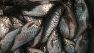Ловля плотвы весной.на поплавок. 3,6 кг. третий выезд.