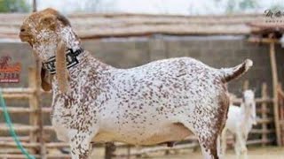 Bakra for sale in sahiwal mandi makhi cheena bakra farming