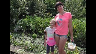 Посев сидератов на осень. Горчица и фацелия (укр)