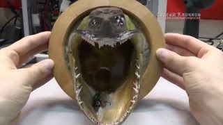 Чучело из головы щуки