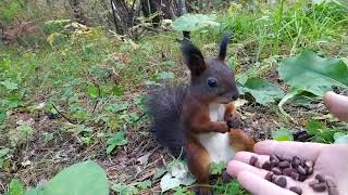 Белочка сломалась / Squirrel broke / タンパク質が壊れた/リス