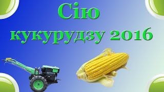 Сію кукурудзу. Весна 2016