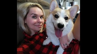 МОЕМУ КОРГИ 1 ГОД! ДЕНЬ РОЖДЕНИЯ ЛЮБИМОГО МАЙКА  ВЕЛЬШ КОРГИ МАЙК (мякушка)
