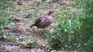 Roze Spreeuw Helgoland