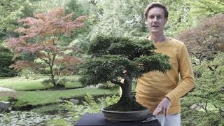 Japanese Maple Bonsai