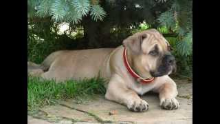 Ка де Бо.Ca de Bou kennel "Ganadores de Dios"