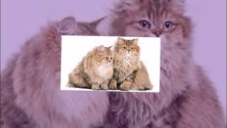 вязка персидских кошек
