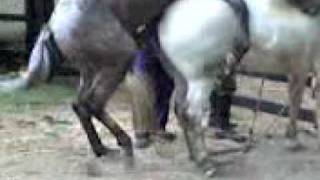 INSEMINACION ARTIFICIAL EQUINOS equine insemination 01