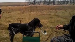 Собака бегает за водкой. Тренированная собака приносит водку.