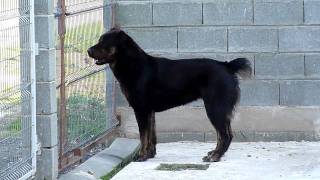 CAO Alabai female 2 years old, Sara (1)
