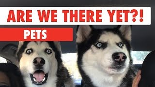 Are We There Yet Pets