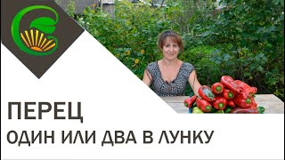 Перец. Какая посадка более урожайная