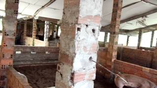 Hệ thống mương làm mát mùa nóng cho heo nuôi trên đệm lót sinh học