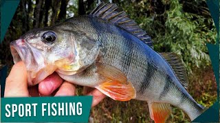 Попали на РАЗДАЧУ! Мордатые окуня на ультралайт | Ловля окуня на спиннинг с берега.