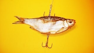 Снасть на крупного Сома, Щуку, Судака.Рыбалка.Fishing