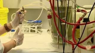 'Ver la ciencia': 5. Una joya de bacteria