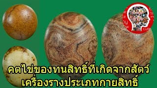 คตไข่ ของทนสิทธิ์จากสัตว์ ของขลังกายสิทธิ์ : Eager of Know : Legendary Talisman