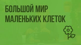 Большой мир маленьких клеток. Видеоурок по природоведению 5 класс