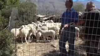 ΚΟΥΡΑ' ΠΡΟΒΑΤΩΝ ΣΤΑ ΣΑΚΤΟΥΡΙΑ ΡΕΘΥΜΝΟΥ 22-06-13