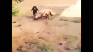 مقلب في خروف يموت ضحك