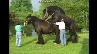 At çiftleşmesi (Amazing horse mating)