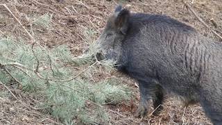 WILD BOAR  TAKEN  DOWN - STAND - VIEW 2020