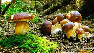 Поход за белыми грибами в дождь. Новый нож под грибы. Собираю белые грибы