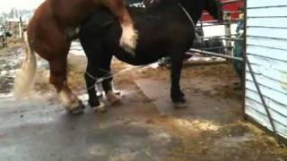 【資料用】北海道十勝帯広 重種馬の交尾 3/14＠ばんえい競馬(BanneiHorseRasing)【獣医学】