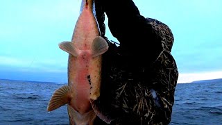 ЗИМНЯЯ РЫБАЛКА 2019 САЗАНЫ СОМЫ И ВСЕ ТРОФЕИ ТАК Я ЕЩЕ НЕ ЛОВИЛ!!!