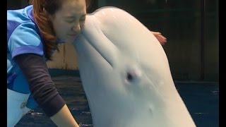 "Love story" of a beluga trainer in NE China