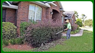 Relaxing & Satisfying Hedge Trimming