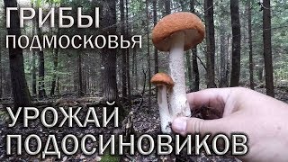 ГРИБНОЙ УРОЖАЙ?ПОДОСИНОВИКОВ В СЕНТЯБРЕ 2019. СБОР ГРИБОВ В ПОДМОСКОВЬЕ. Хочу за грибами?2020!