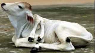 NEWS THE WORLD'S MOST INTERESTING ANIMALS