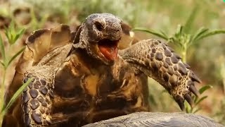 Sexe : comment font les tortues ? - ZAPPING SAUVAGE