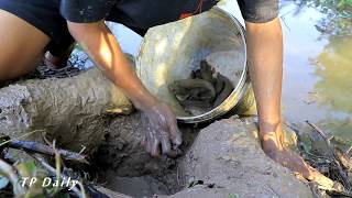 Amazing Catching Snakehead Fish In Hole On The Dry Season - Unique Fishing Video