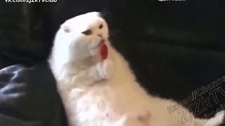 Смотреть видео.  Приколы про животных.  Смешно до слез.