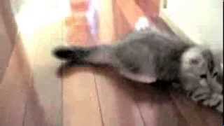 Siberian Kitten Playing with Mouse