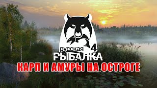 Карп и амур на Старом Остроге ∘ Русская Рыбалка 4