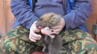 Как я снимаю шкурку с куницы