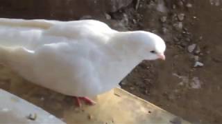 Голубой голубь в голубятне