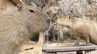 飼育の日のイベント　カビパラは体重測定です。　大宮公園のカピバラたち