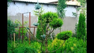 Результаты прививки хвойных