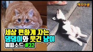 골아 떨어진 댕댕이와 웃긴 냥이 모음 #32 Dogs and Cat Funny Moments | Funny Animals Compilation #32