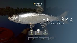 РУССКАЯ РЫБАЛКА 4 | RF4 - УКЛЕЙКА, Р.ВОЛХОВ