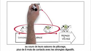 Parasitisme chez les bovins - Gestion raisonnée vis-à-vis strongles digestifs (version HD)