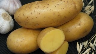 Как выращивать здоровый картофель