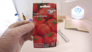 Томат Мамуля  F1. СеДеК